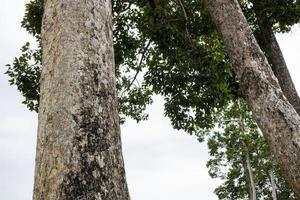 A view from the roots of many tall Dipterocarpus alatus Roxb trees that thrive and live long. photo