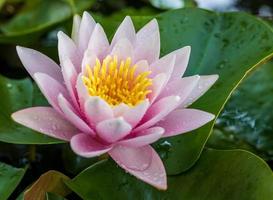 A close-up view of a lotus with pink petals and yellow stamens blooming beautifully above its leaves. photo