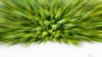 The abstract background radial blurs a cluster of many brilliant green leaves. photo