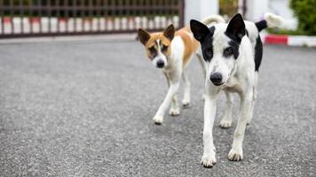 A black and white Thai dog walking in front of a brown Thai dog to walk off the entrance fence. photo