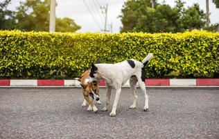 dos perros tailandeses marrones y negros y blancos están jugando y mordiendo alegremente. foto