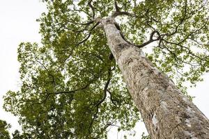 A low angle view from the base of a tree looking at the clump of green leaves. photo