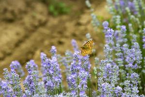 hermosa mariposa colorida sentada en una flor de lavanda, sintiendo la naturaleza. vista horizontal foto