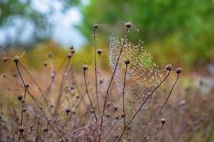 telarañas de belleza con gotas de lluvia en una planta en el campo. tiempo con niebla foto