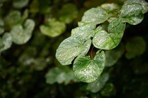 gotas de lluvia sobre hojas verdes después de la lluvia. fondo de la naturaleza. foto