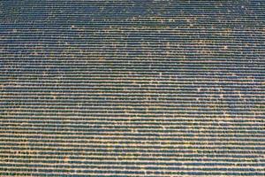 Aerial view from a drone at a lavender field. Agriculture background photo