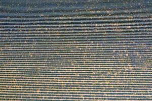 vista aérea desde un dron en un campo de lavanda. fondo de agricultura foto