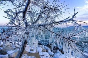 árbol congelado en invierno en la orilla. de cerca foto