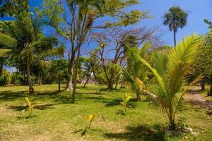 palmeras en un día soleado en playa del carmen, yukatan, méxico foto