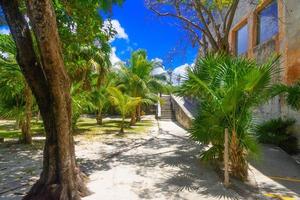 selva tropical con palmeras en un día soleado el rey, cancún, méxico foto