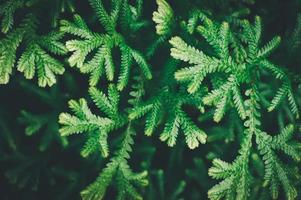 macro water droplets on leaves love the environment photo