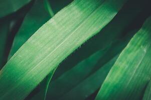 macro water droplets on leaves love the environment photo