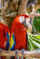 2 guacamayas rojas ara macao, loros rojos, amarillos y azules sentados en la rama en el bosque tropical, playa del carmen, riviera maya, yu atan, méxico foto