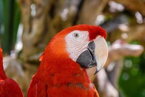 2 scarlet macaws Ara macao , red, yellow, and blue parrots sitting on the brach in tropical forest, Playa del Carmen, Riviera Maya, Yu atan, Mexico photo