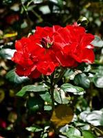 Red beautiful rose in the garden in the centre of Munich. photo