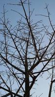 Tree branches that have dried in the fall photo