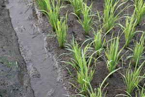 pequeñas plantas de arroz que viven en los campos de los agricultores foto