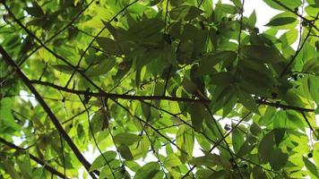 Beautiful green currant tree leaves photo