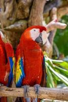 2 scarlet macaws Ara macao , red, yellow, and blue parrots sitting on the brach in tropical forest, Playa del Carmen, Riviera Maya, Yu atan, Mexico photo