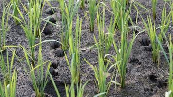 small rice plants that live in the farmers' fields photo