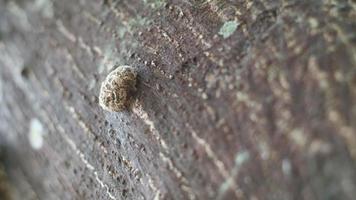 The beauty of near the dried bark of the tree photo