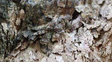 The beauty of near the dried bark of the tree photo