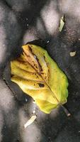 Wood pellets piled on slightly dry leaves photo