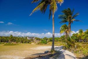 palmeras de coco cerca de las ruinas mayas en tulum, riviera maya, yucatán, mar caribe, méxico foto