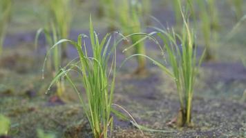 small rice plants that live in the farmers' fields photo