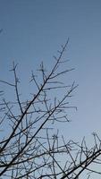 Tree branches that have dried in the fall photo