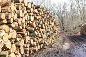 stack of wood photo