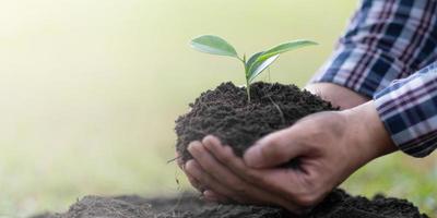 Hands of the farmer are planting the seedlings into the soil photo