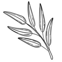 Hand drawn simple olive branch for your design vector