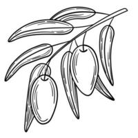 Hand drawn simple olive branch for your design vector