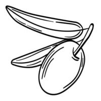 Hand drawn simple olive branch for your design vector