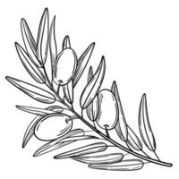 Hand drawn simple olive branch for your design vector