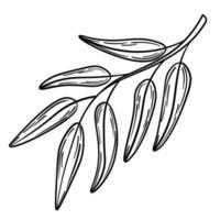 Hand drawn simple olive branch for your design vector