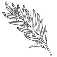 Hand drawn simple olive branch for your design vector