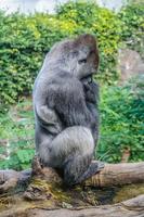 retrato de un gorila occidental de tierras bajas en loro parque, tenerife, foto