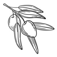 Hand drawn simple olive branch for your design vector