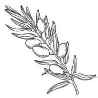 Hand drawn simple olive branch for your design vector