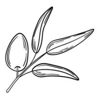 Hand drawn simple olive branch for your design vector