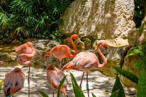 Pink flamingos in the shadow of trees in the park, Playa del Carmen, Riviera Maya, Yu atan, Mexico photo