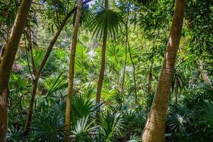 Jungle tropical forest with palms and trees, Playa del Carmen, Riviera Maya, Yu atan, Mexico photo