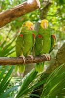 2 double yellow-headed amazons parrots, Amazona oratrix, are sitting on the branch in tropical jungle forest, Playa del Carmen, Riviera Maya, Yu atan, Mexico photo