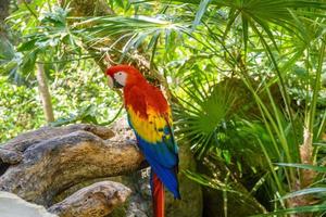 guacamaya roja ara macao, loro rojo, amarillo y azul sentado en la rama en el bosque tropical, playa del carmen, riviera maya, yu atan, méxico foto