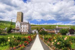 sendero con flores en ruedesheim, rhein-main-pfalz, alemania foto