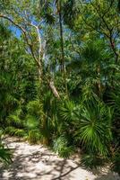 Walking trail path in rain tropical forest jungles near Playa del Carmen, Riviera Maya, Yu atan, Mexico photo