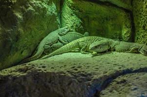 lagartijas grises plateadas en loro parque, tenerife, islas canarias. foto