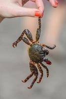 Crab is in girl's hand on the beach photo